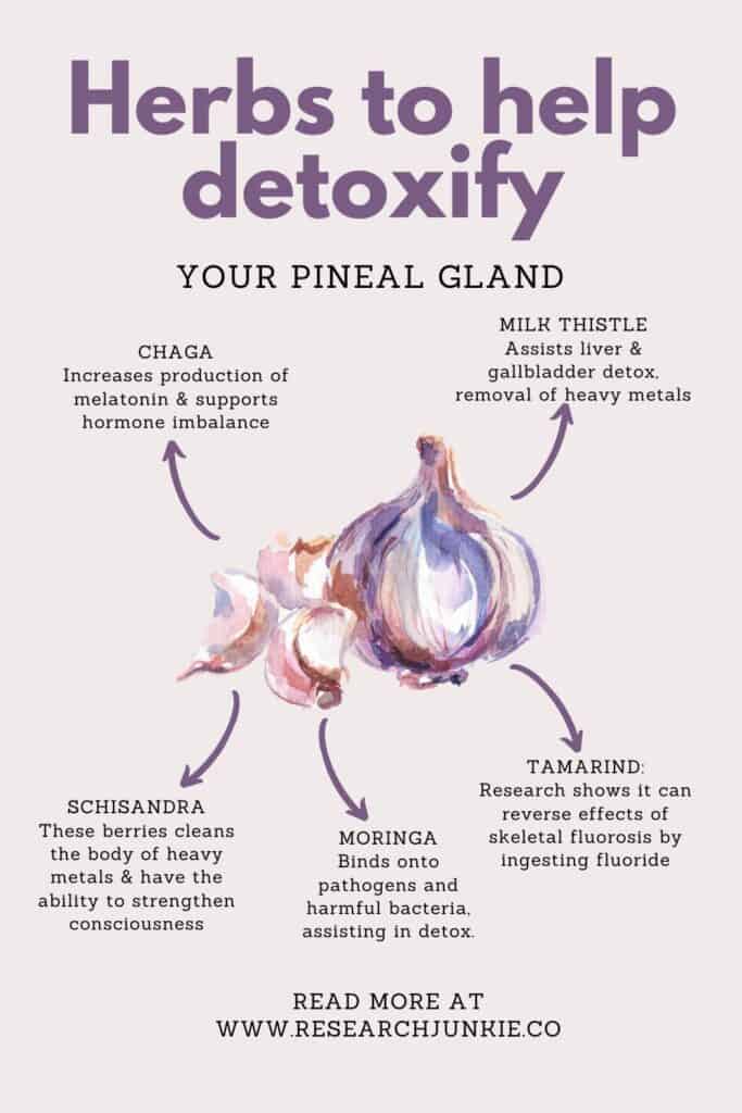 A LIST OF HERBS TO HELP DETOXIFY YOUR PINEAL GLAND