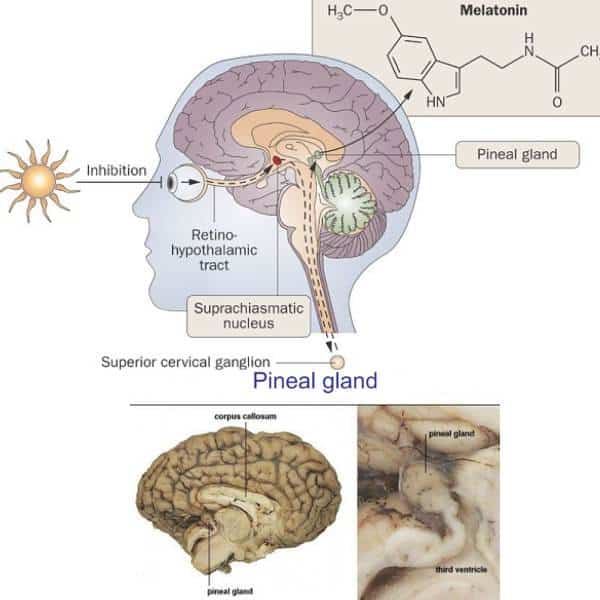 Diagram of where the pineal gland is located